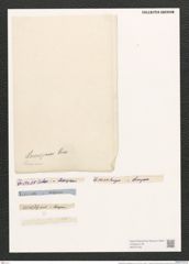 Campylodiscus biangulatus Grev. (de-Toni-Nr.: Genus 57, Species 2438) Zeichnungen Sammlung Grunow (NHMW-BOT-W0373105)